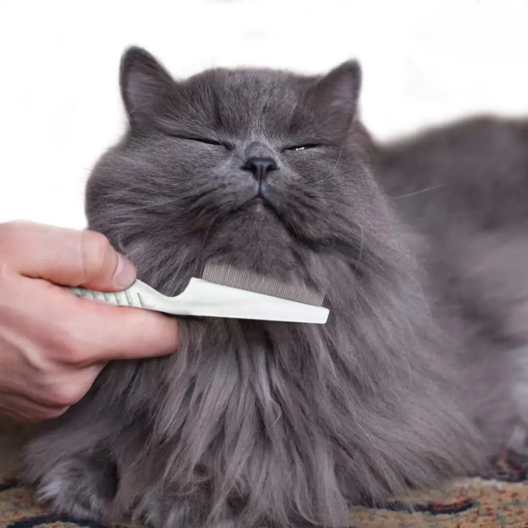 Pente para Higienização de Gatos AgoraFacilita